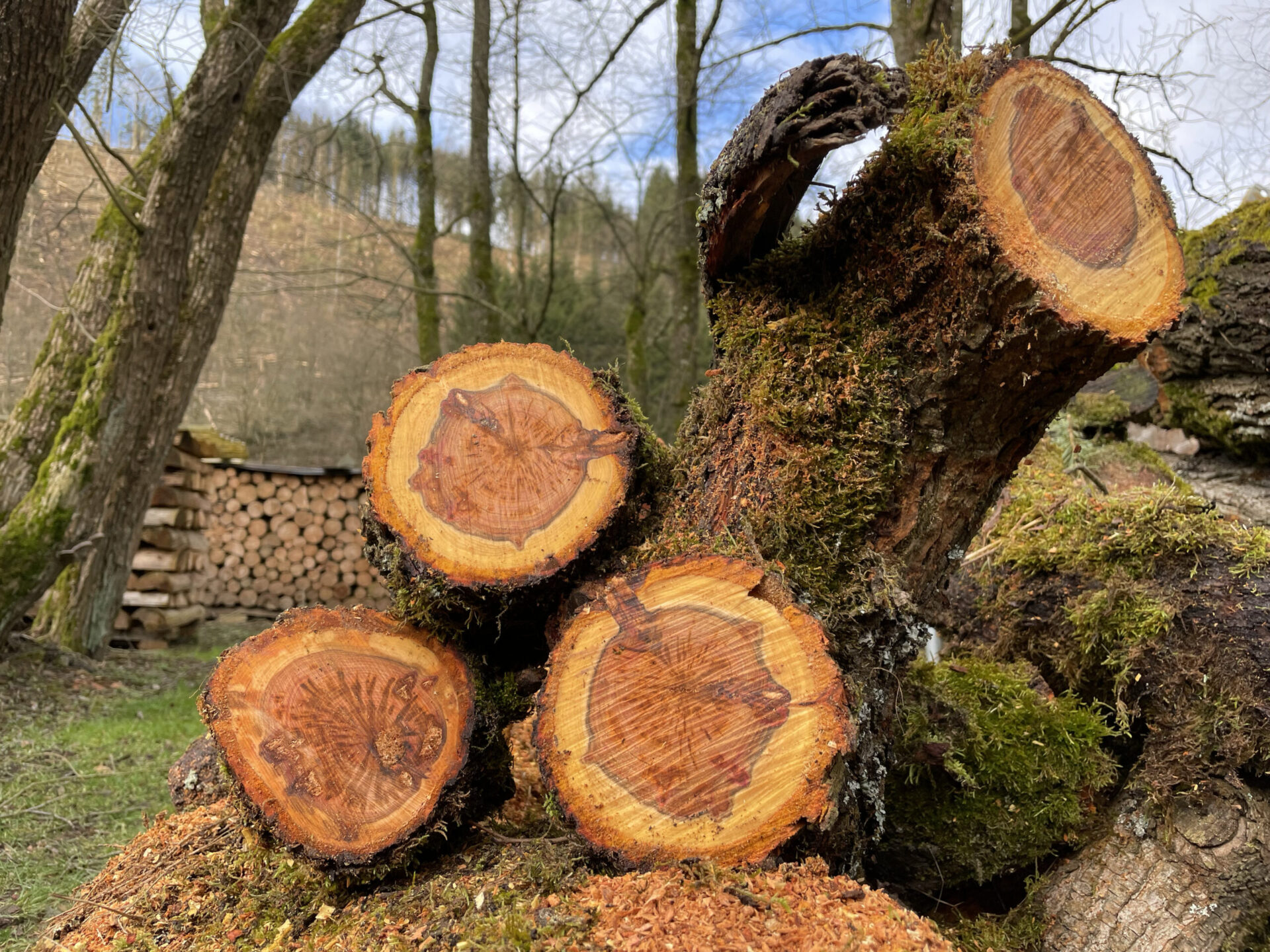 Drei abgeschnittene und aufeinanderliegende Obstbäume